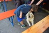 Unser Flötist Jonah schließt Freundschaft mit einem Golden Retriever